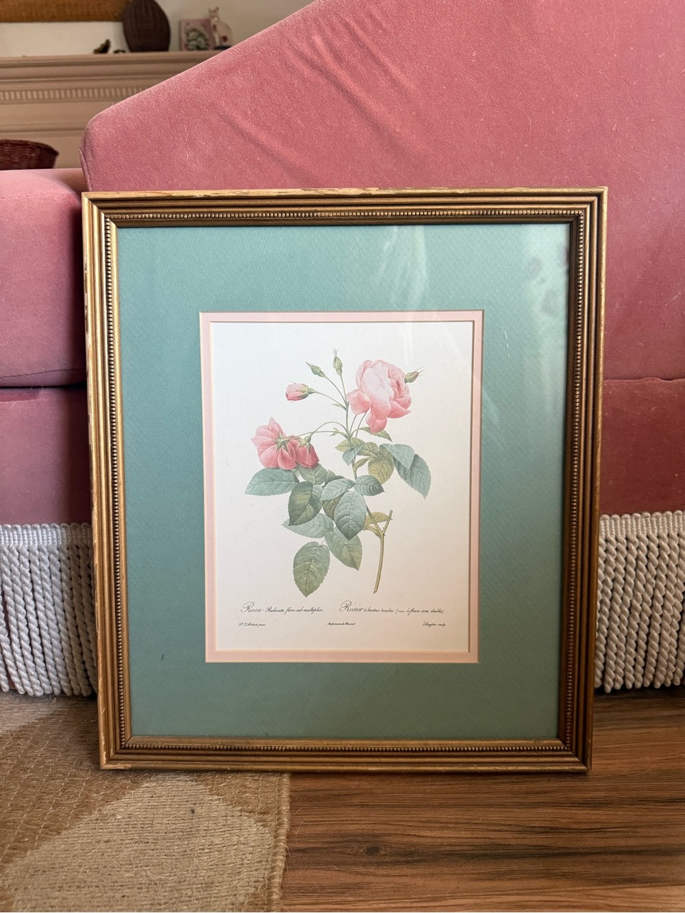 Vintage Framed Pink Botanical Rose Print with Gold Frame
